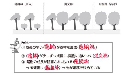 陽樹林 陰樹林|【高校生物基礎】「遷移：一次遷移・乾性遷移 陽樹。